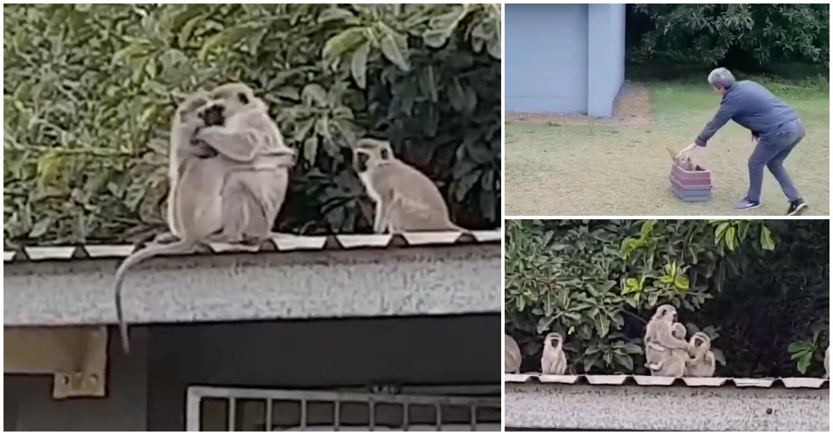 O abraço de um macaco após se reencontrar com a sua família... EMOCIONANTE!