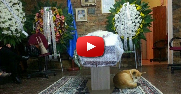 Cão permanece ao lado de idosa durante todo o velório