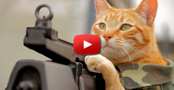 O gato do Medal of Honor