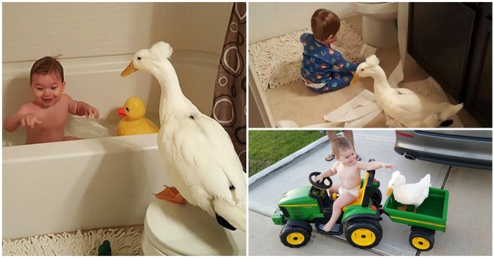 O pato que se tornou melhor amigo (e protetor) deste bebé