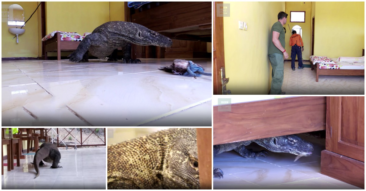 O que fazias se chegasses a casa e encontrasses este novo inquilino na casa de banho?