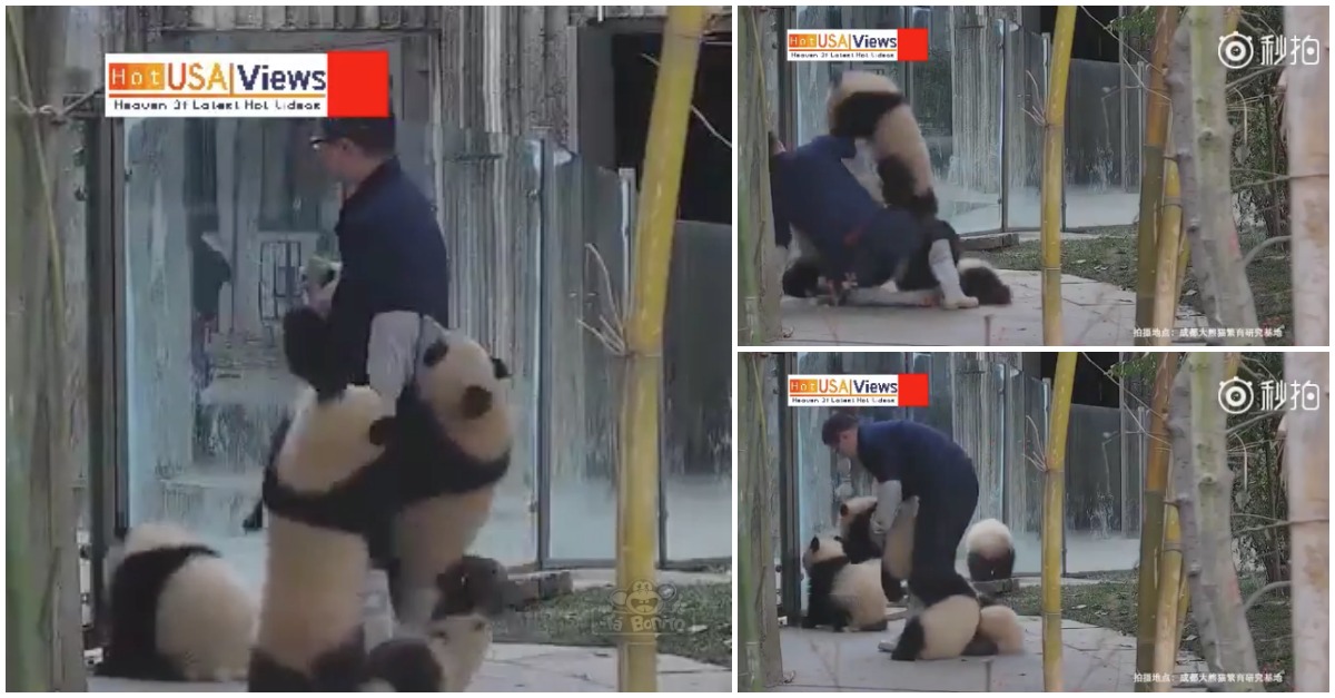 O trabalho complicado e divertido de um tratador de pandas bebés. SO CUTE!