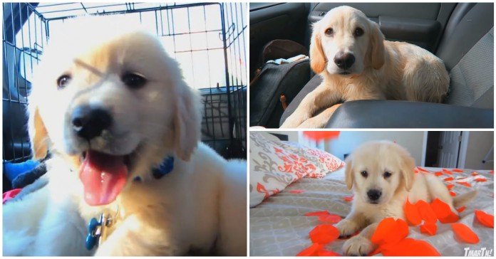 O primeiro ano com um Golden Retriever