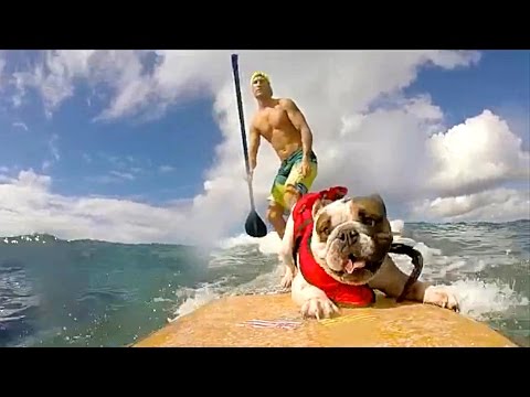 Estes lindos cães e gatos adoram desporto