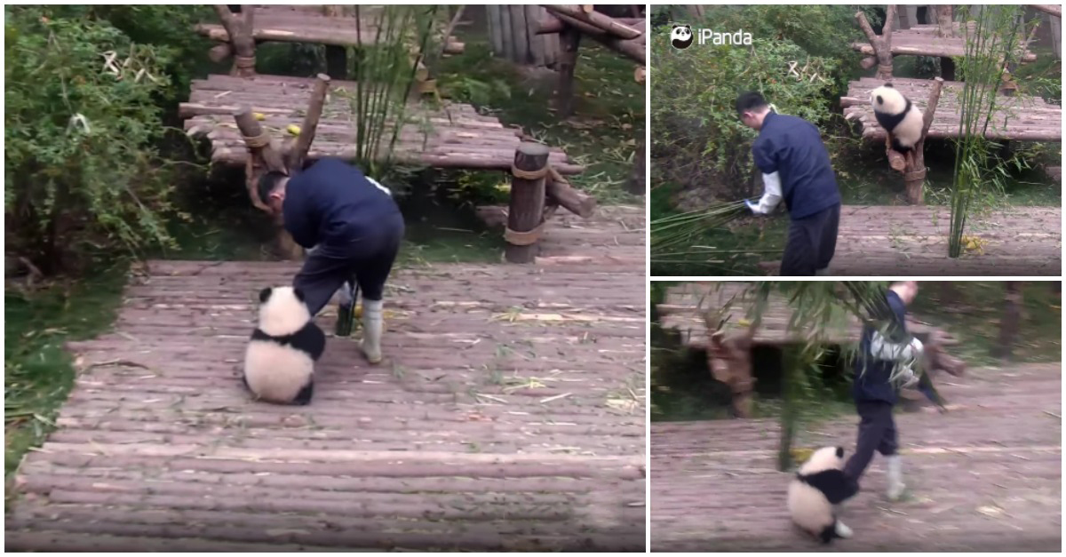 Panda bebé insiste em querer ficar abraçado ao tratador enquanto este trabalha. SO CUTE!