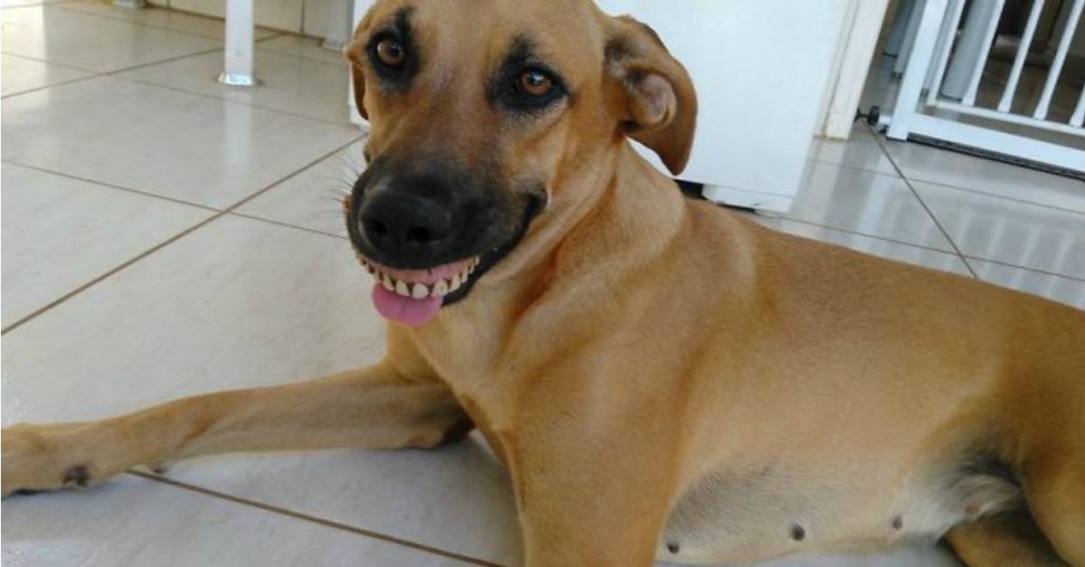 Cadela fica com novo sorriso após encontrar dentadura no quintal