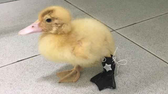 Pata ganha prótese 3D após ter pata amputada