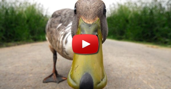 Pato derruba rapaz e o ataca!