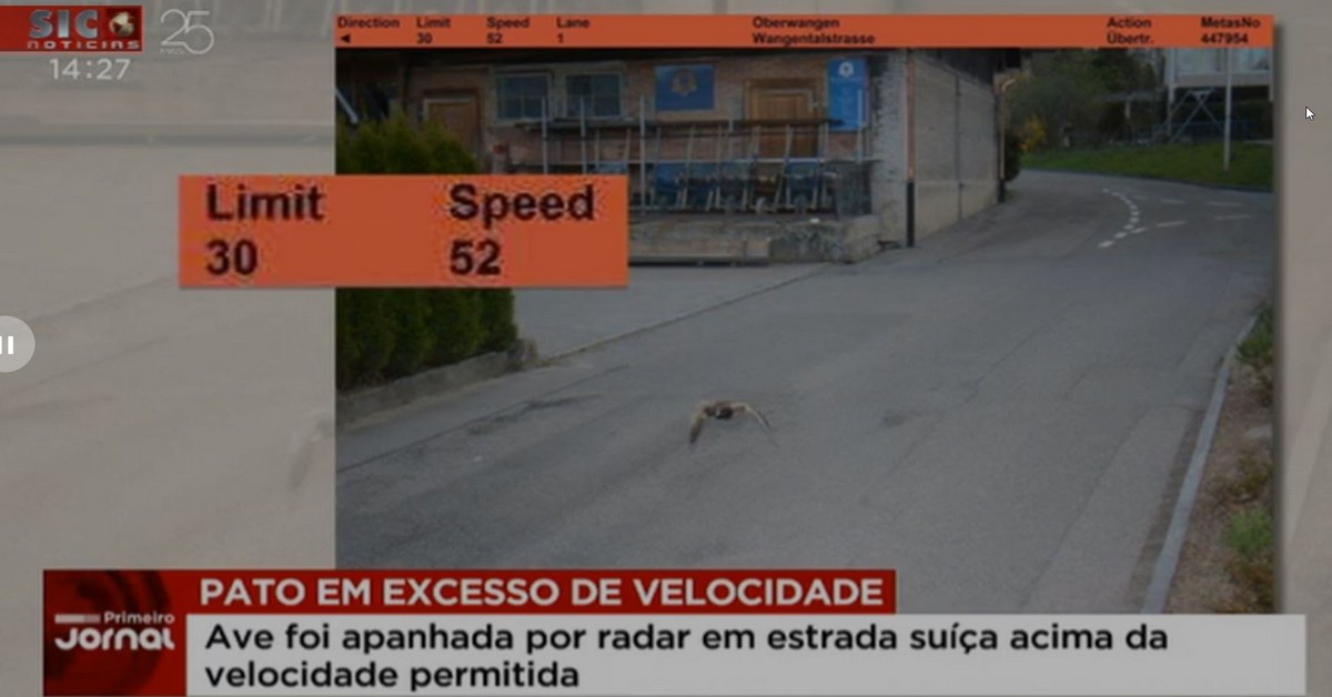 Pato em excesso de velocidade faz disparar radar numa estrada