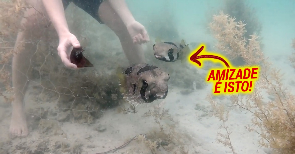 Peixe espera pacientemente que rapaz liberte o seu amigo preso numa rede de pesca