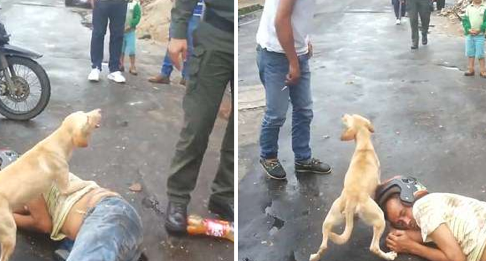 Cão leal não deixa ninguém aproximar-se do dono que está embriagado
