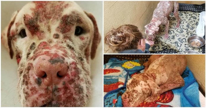 Pitbull é abandonado pelo dono após ser picado por centenas de abelhas