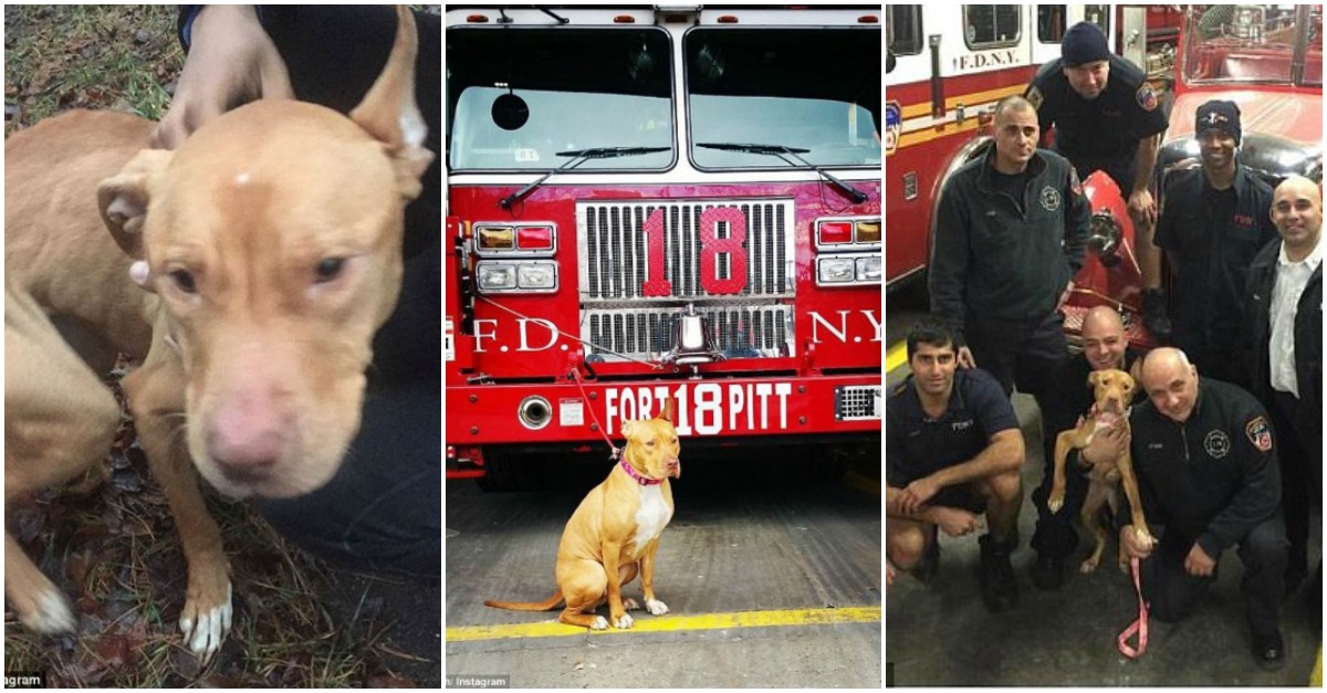 Pit bull encontrada abandonada passou a fazer parte de equipa de bombeiros