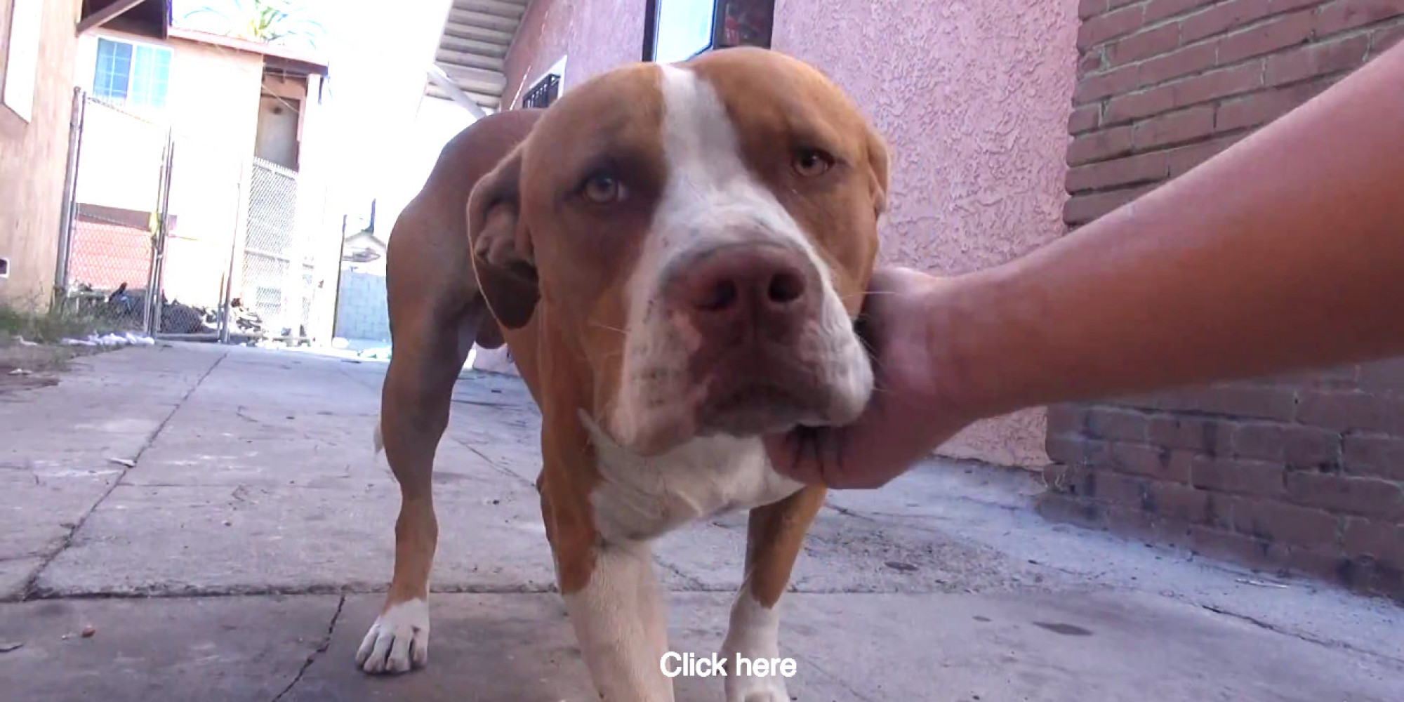 Pitbull sobreviveu a um incêndio e depois foi abandonado pela sua família