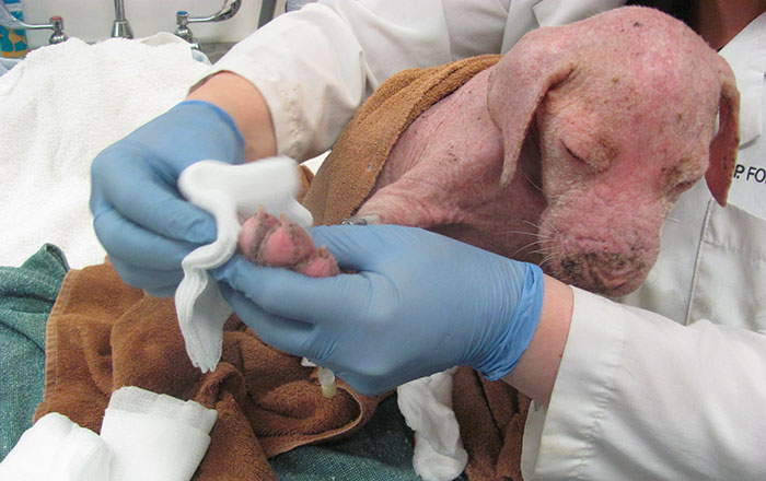 Pit bull não quer acreditar que o homem que o salvou voltou para o adotar