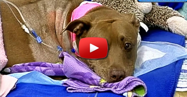 Pit Bull Salva Mulher Inconsciente Dos Trilhos Do Combóio
