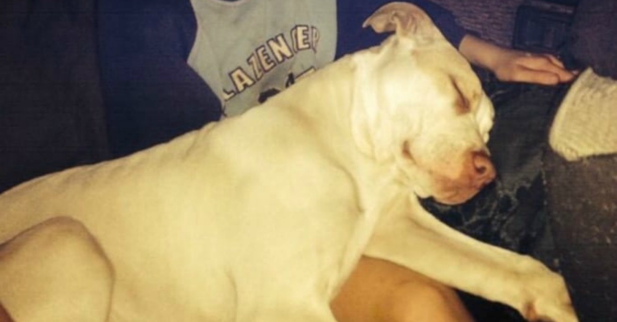 Pitbull torna-se herói ao salvar menino que ia ser afogado pela mãe