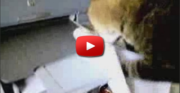 Gato vs Impressora
