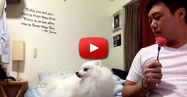 Cão tenta disfarçar o seu interesse por um pedaço de melancia