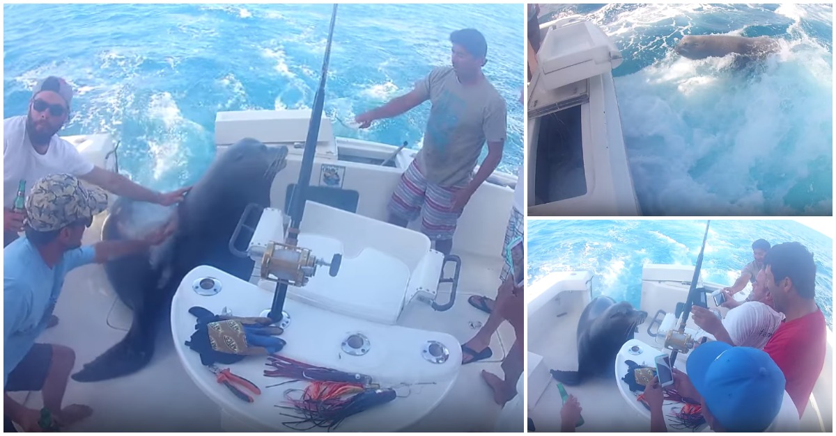 Leão-marinho persegue barco e faz-se de convidado da tripulação para comer como um abade