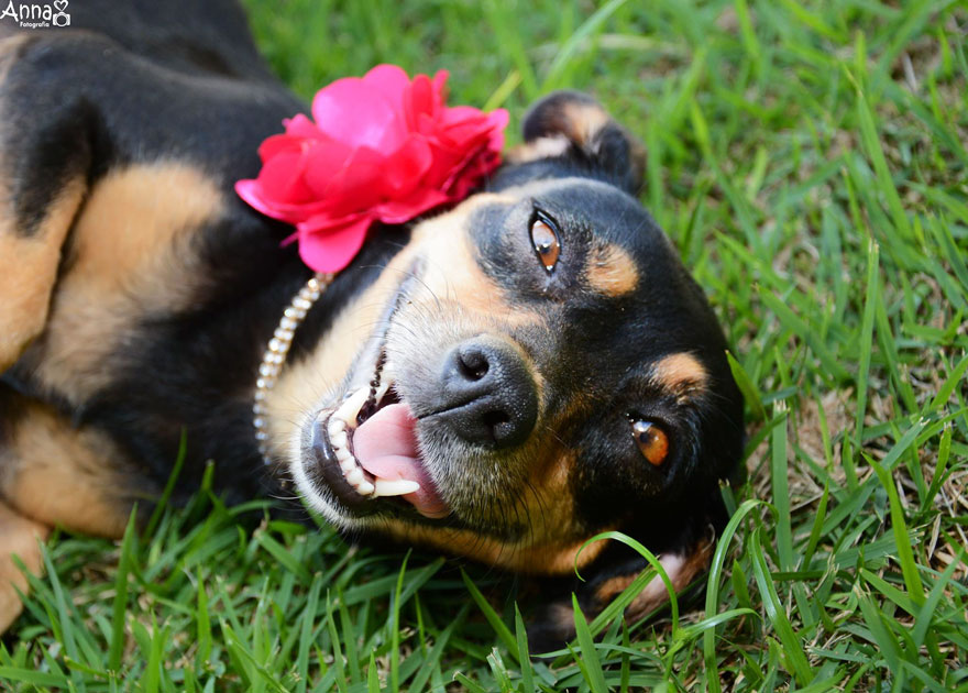 Cadela grávida é um sucesso na Internet com esta sessão fotográfica