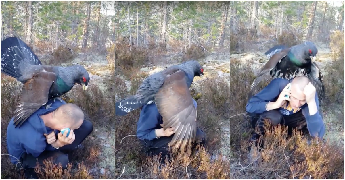 Pássaro gigante confunde homem com fêmea e tenta fazer o amor