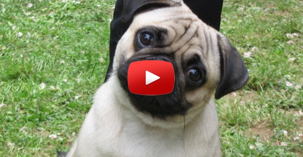 Pug vs Gato. Quem será que ganha?