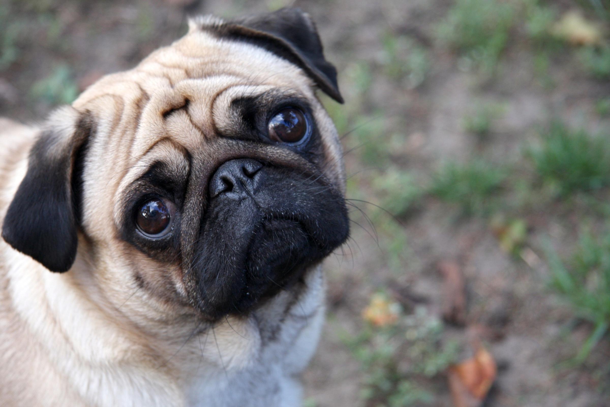 Filhotes de raça Pug divertem-se à grande no jardim... é maravilhoso vê-los brincar!