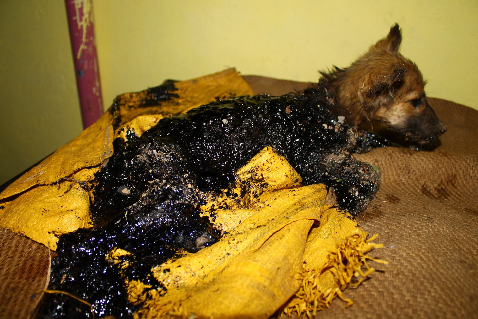 Este cachorrinho foi encontrado preso no alcatrão. No entanto esta história teve um final feliz!