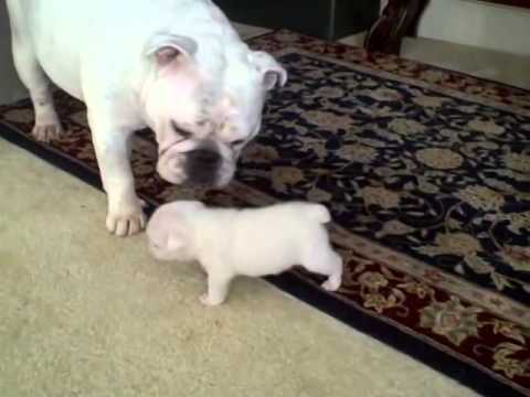 Bulldog bebé desrespeita a mãe… mas acaba por pedir desculpa