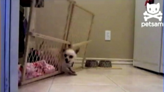 Este cão realiza fuga um pouco atribulada