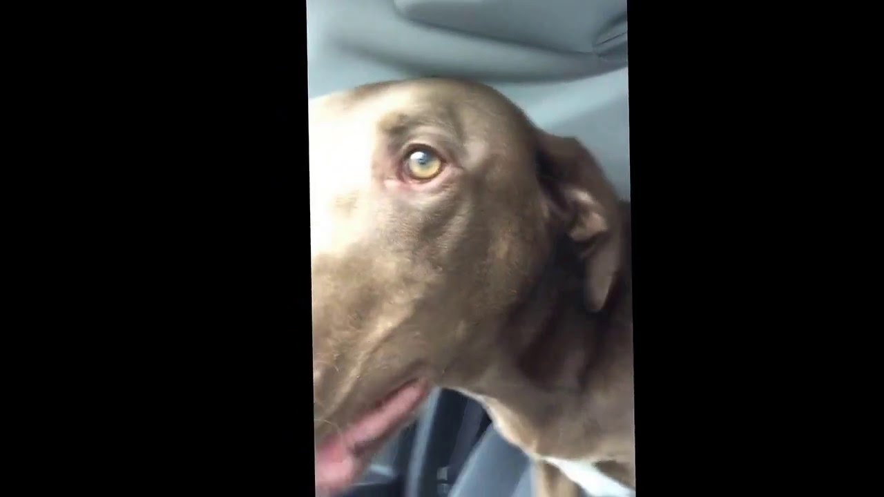 O entusiasmo deste cão ao saber que vai ao parque é contagiante