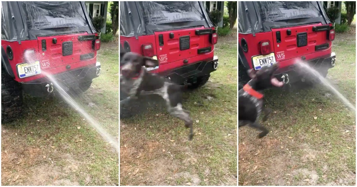 Quando tentas lavar o carro e tens o teu cão por perto