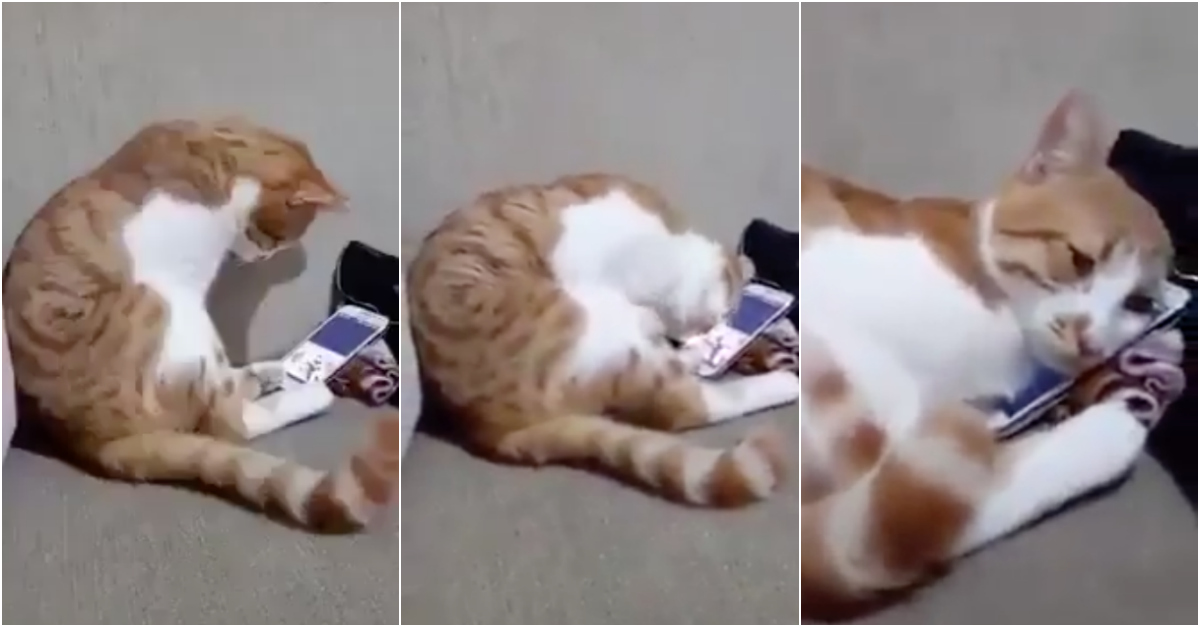 Reação de gato ao ver vídeo da falecida dona no smartphone comove a Internet
