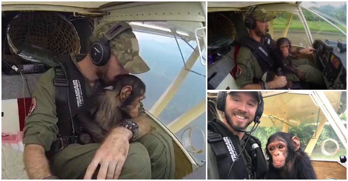 Voo emocionante do resgate de um pequeno chimpanzé órfão para a sua nova casa