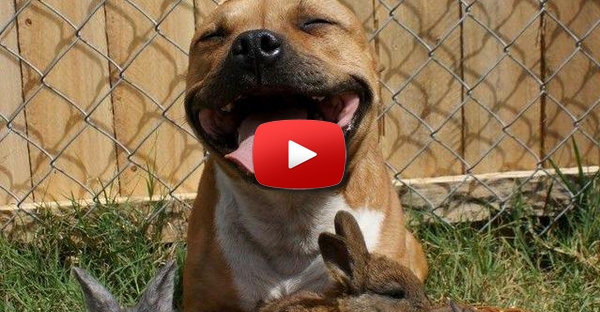 O salvamento de um meigo Pit bull que foi abandonado na rua
