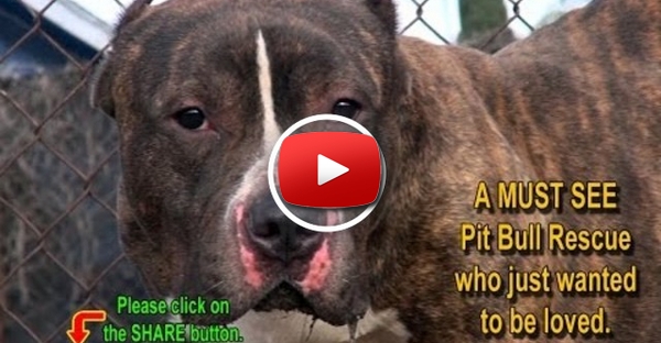 O salvamento de um pitbull que só queria ser amado!