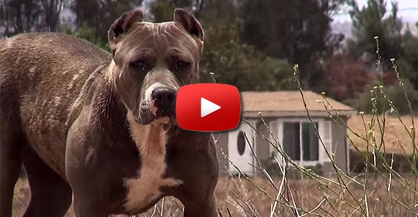 Eles Pensaram Que Era Um Pit Bull Perigoso, Até Os 3:36 Minutos De Vídeo...