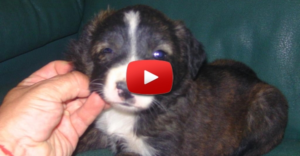 A recuperação de um cão abandonado 3 semanas após ter sido resgatado