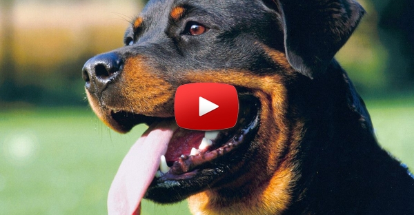 Rottweiler dá um ataque de risos a bebé