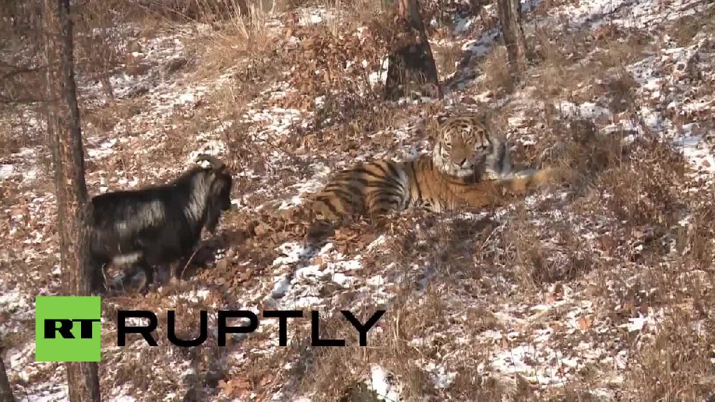 Tigre faz amizade com cabra que foi servida como refeição