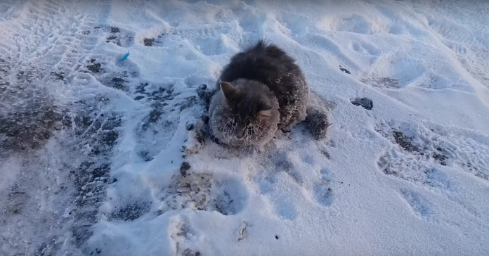 Casal russo salva gato com patas presas no gelo a -35°C