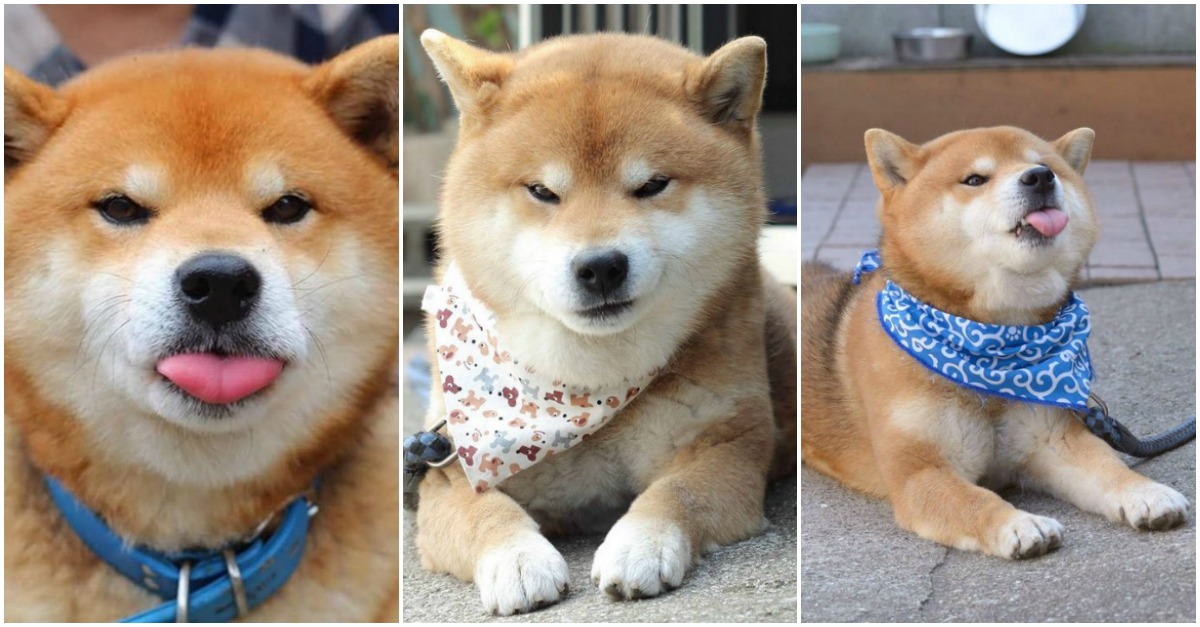 Conhece o cão com as melhores expressões que está a dar que falar no Instagram