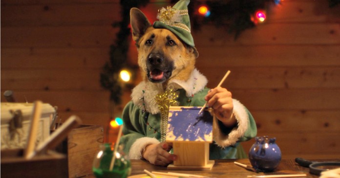 Cães e gatos ajudam Pai Natal a terminar as prendas a tempo