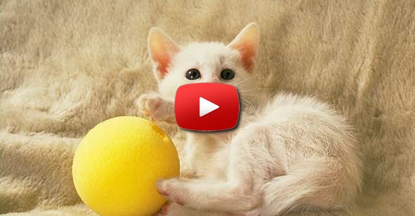 Gato Brincando