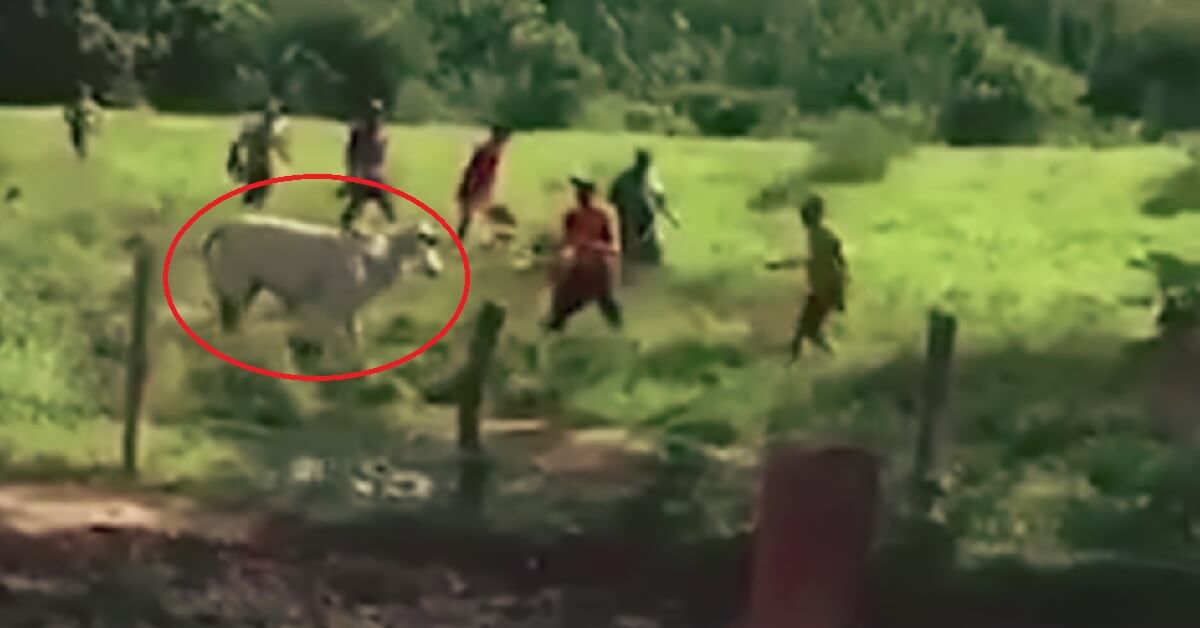Venezuelanos esfomeados apedrejam vaca em rancho privado