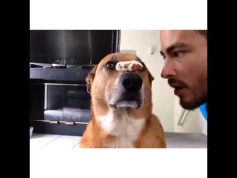 Clarke, o cão samurai mais disciplinado da internet