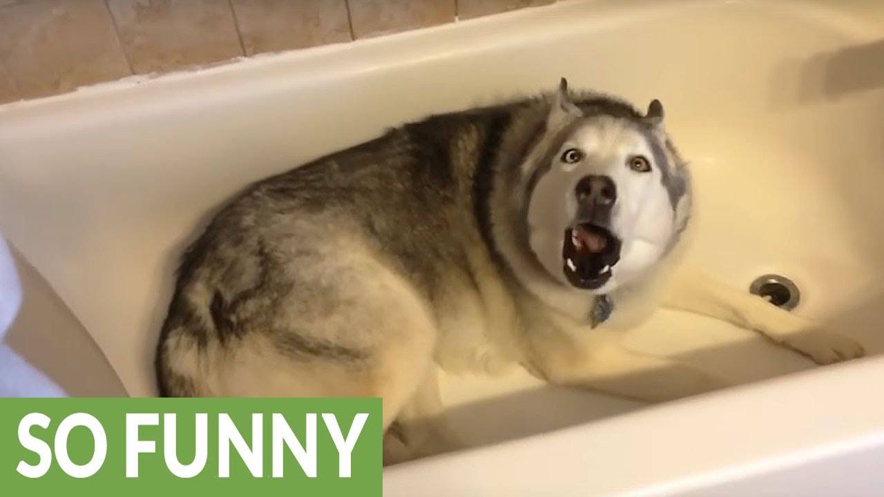 Este husky delira com a hora do banho mas faz birra com a dona quando lhe diz para irem passear à rua