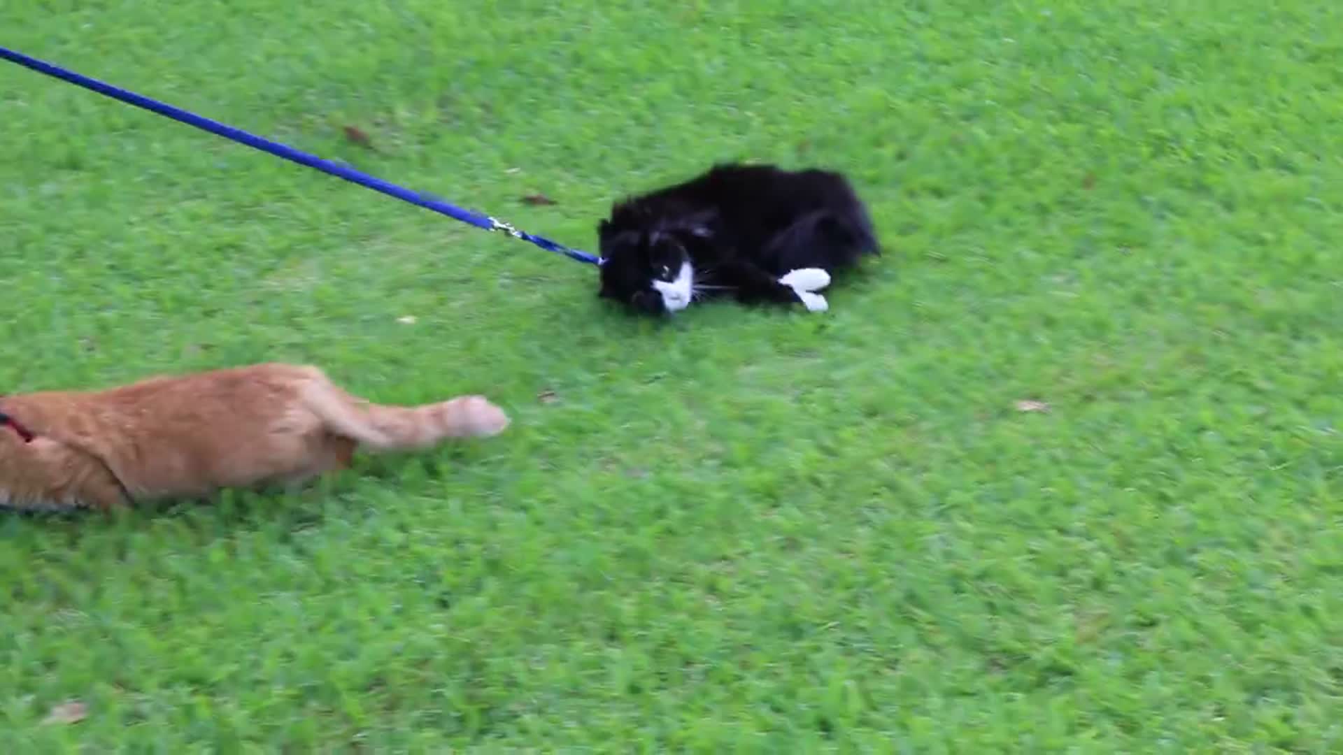 Quando o teu gato se esquece que é um gato acontece isto