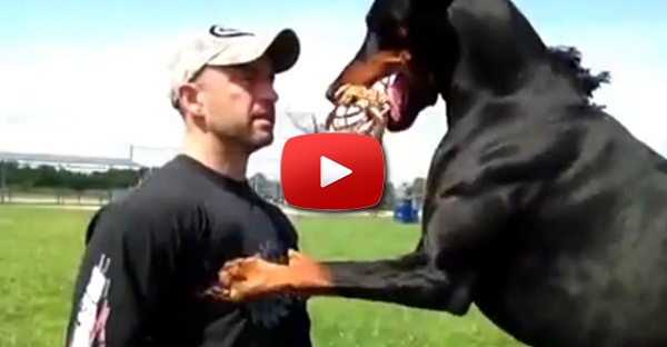 Este Doberman é extremamente bem ensinado… e simpático